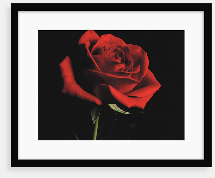 Red Rose by Anonymous