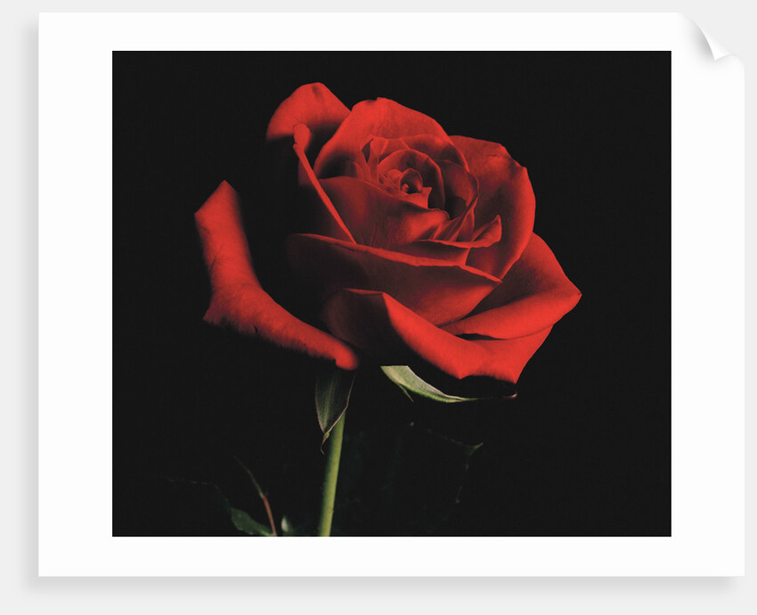 Red Rose by Anonymous