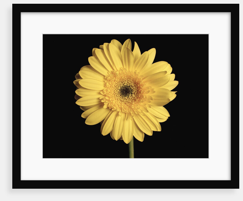 Gerbera Daisy by Anonymous