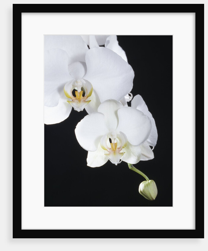 White Orchid by Anonymous
