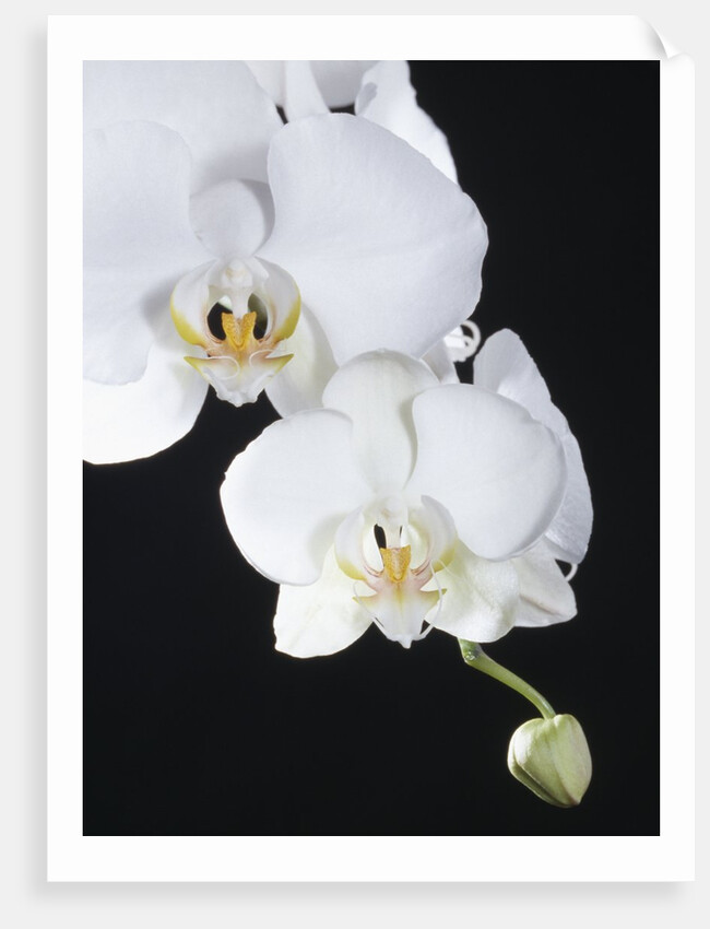 White Orchid by Anonymous