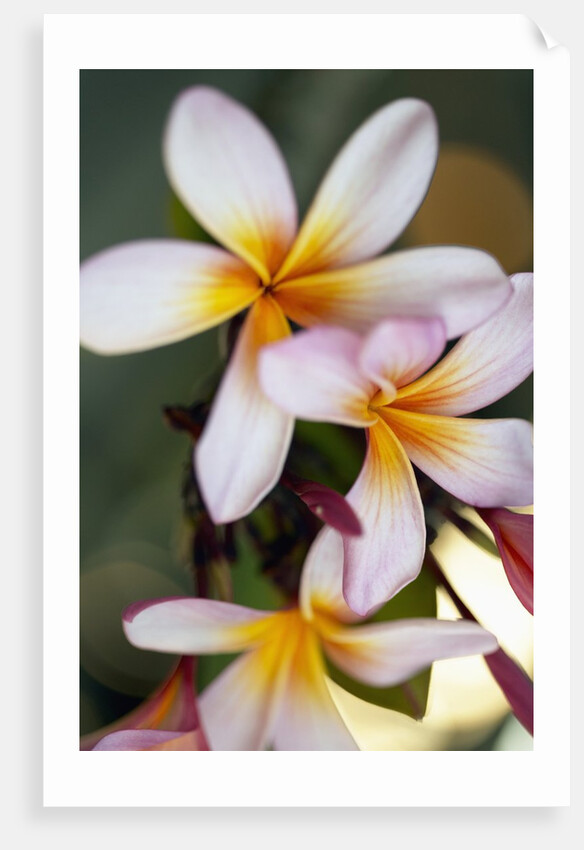 Close-up of exotic flowers by Anonymous