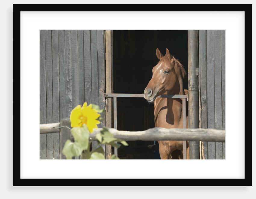 View of a horse in a stable by Anonymous