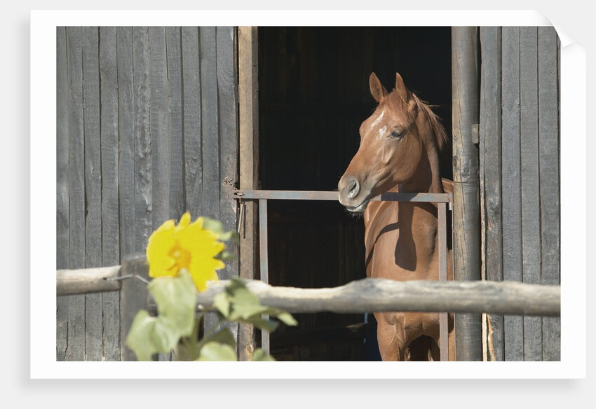 View of a horse in a stable by Anonymous