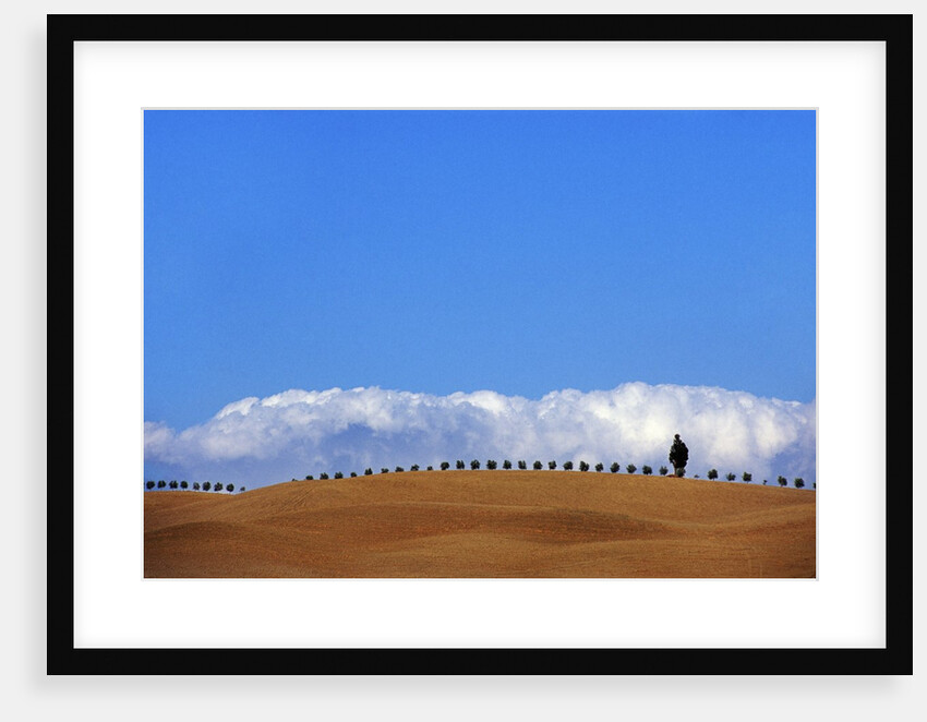 Cypress on Hills in Tuscany by Anonymous
