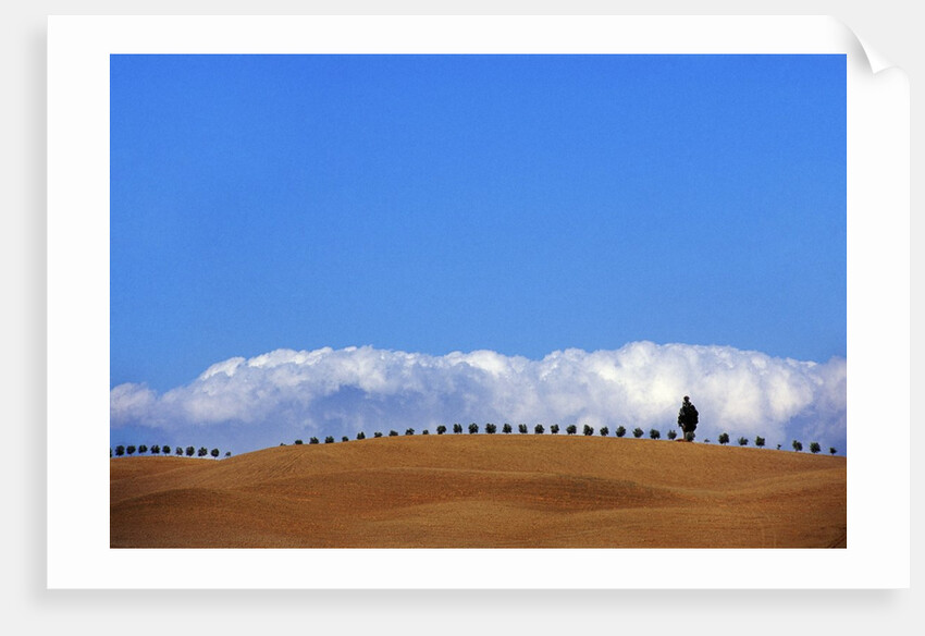 Cypress on Hills in Tuscany by Anonymous