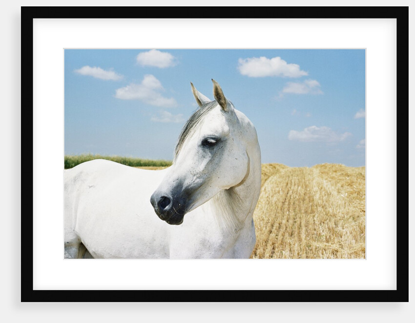 White Horse on Stubble Field by Anonymous