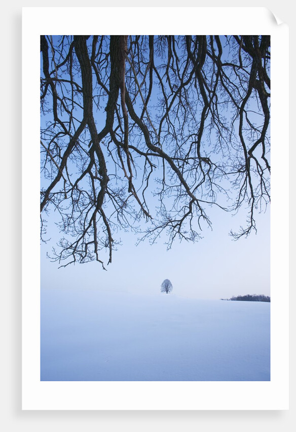 Trees in Winter by Anonymous
