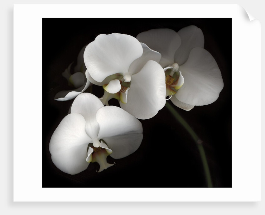 White Phalaenopsis Orchids by Anonymous