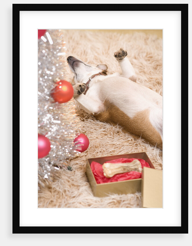 Dog Lying on Rug by Christmas Tree by Anonymous