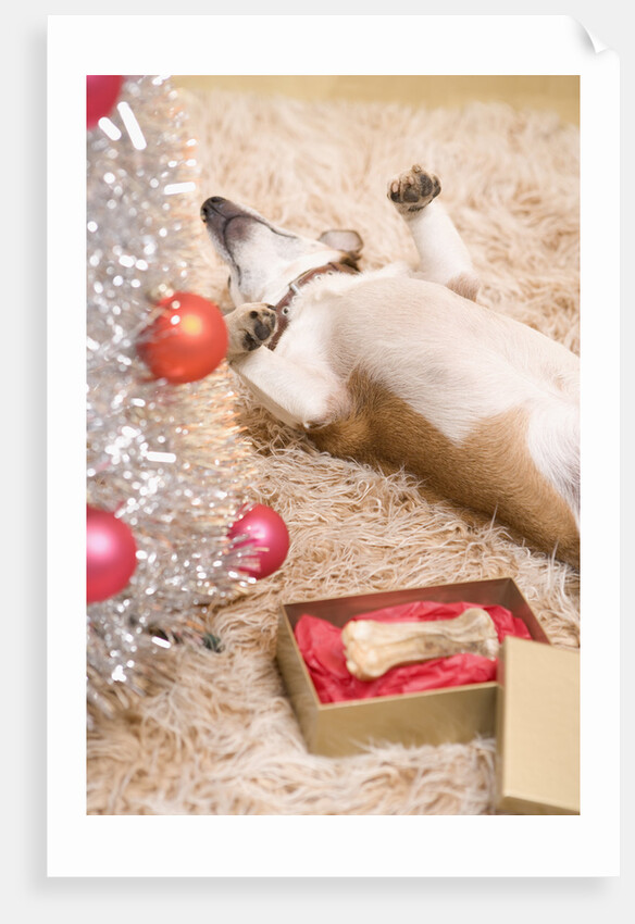Dog Lying on Rug by Christmas Tree by Anonymous