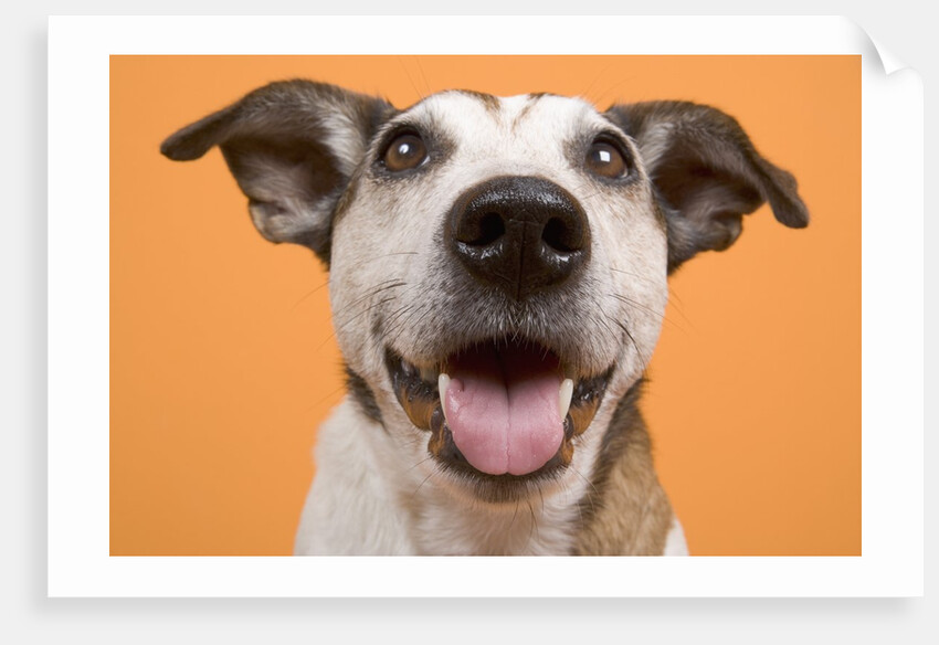 Dog by Anonymous