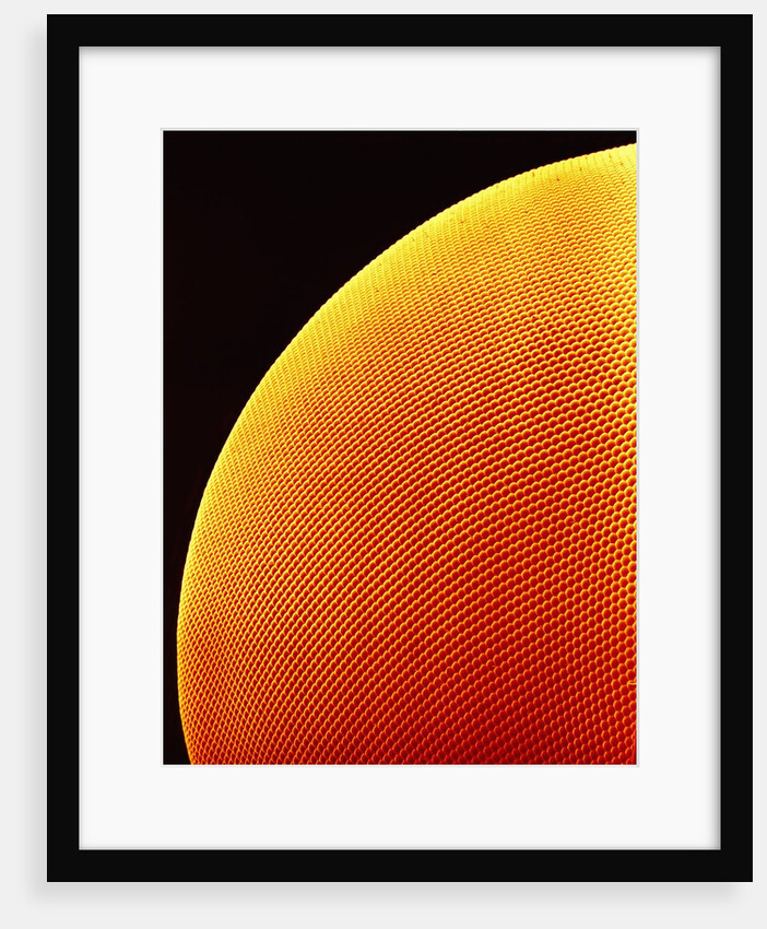 Compound Eye of a Flower Fly by Anonymous