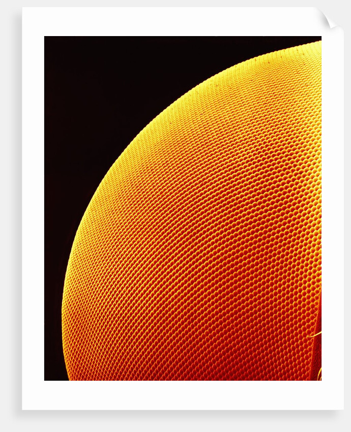 Compound Eye of a Flower Fly by Anonymous