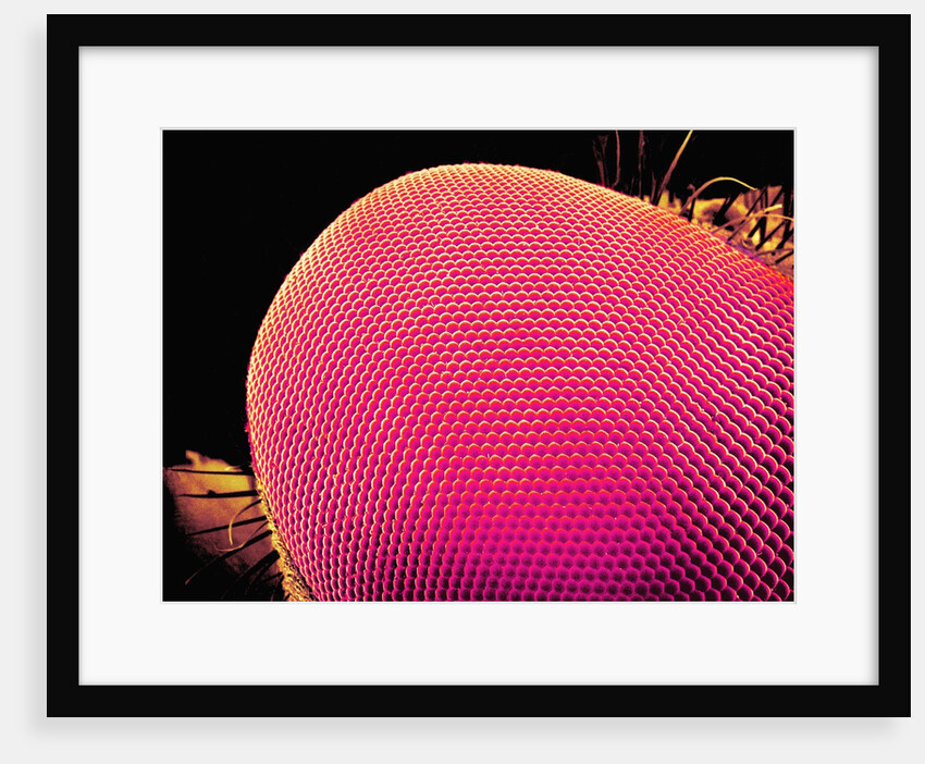 Compound Eye of a Robber-Fly by Anonymous