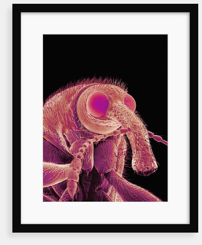 Weevil by Anonymous