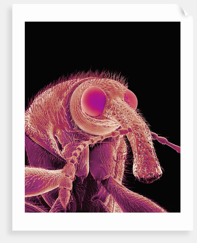 Weevil by Anonymous