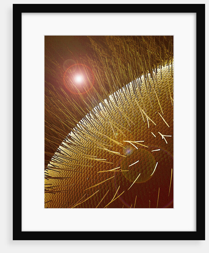 Compound Eye of Honeybee by Anonymous