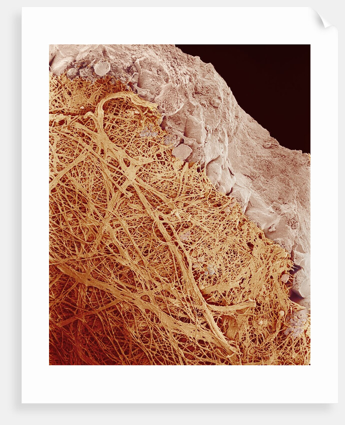 Eggshell by Anonymous