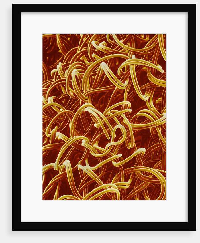 Panty Hose by Anonymous