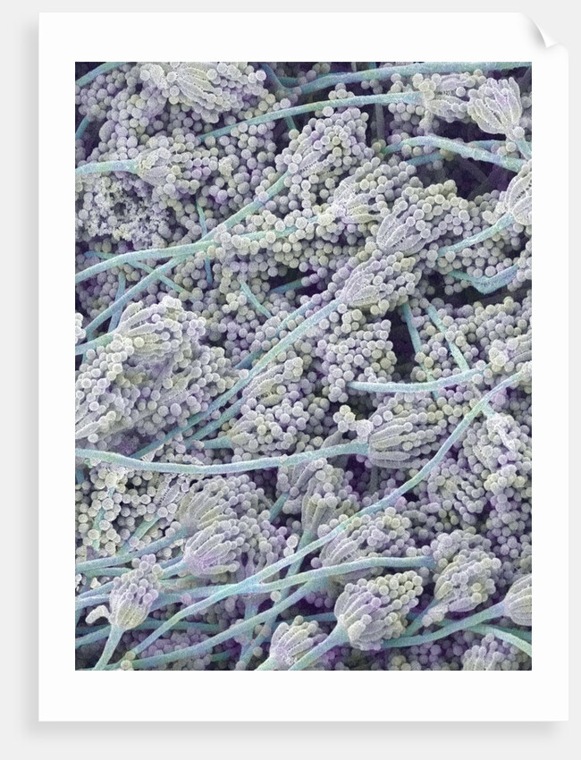 Mold on White Bread by Anonymous