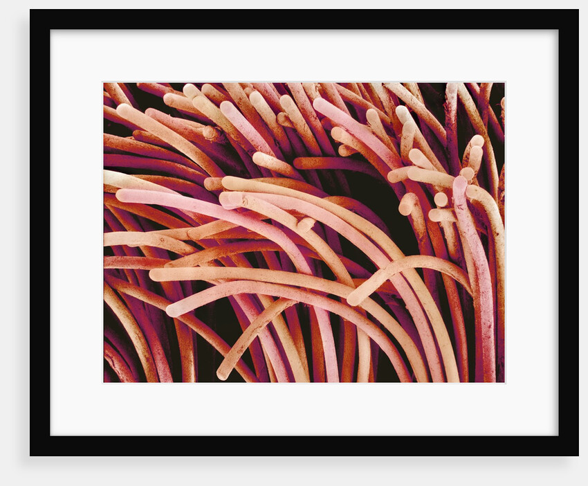 Fibers of a Toothbrush by Anonymous