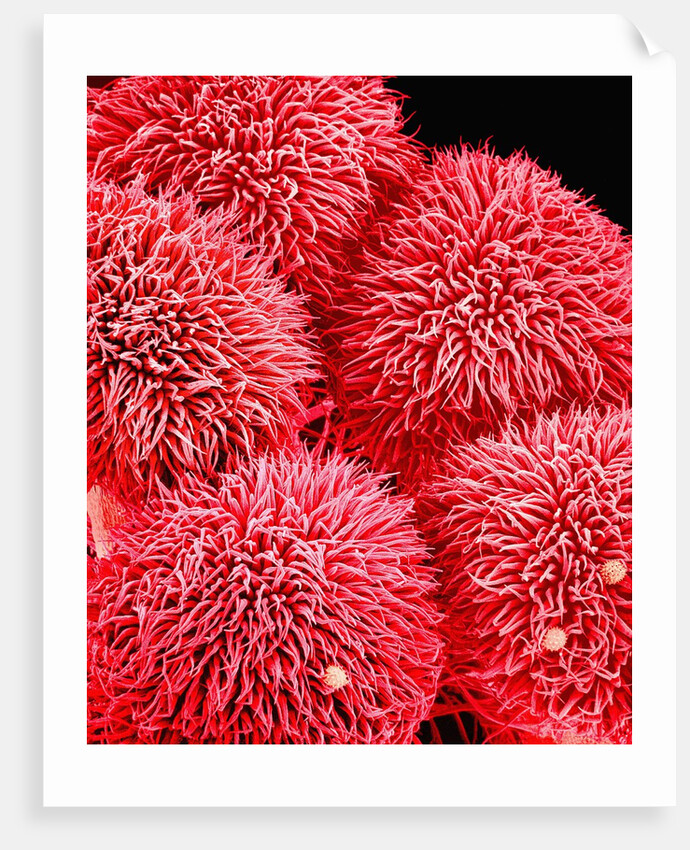 Pistil of Hibiscus Flower by Anonymous