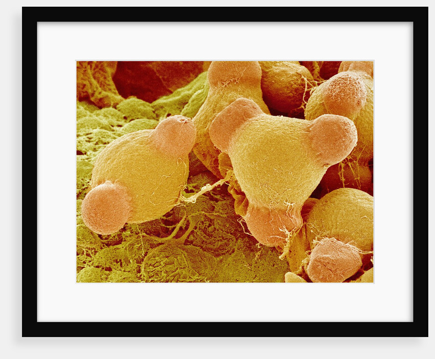 Pollen of Evening Primrose by Anonymous