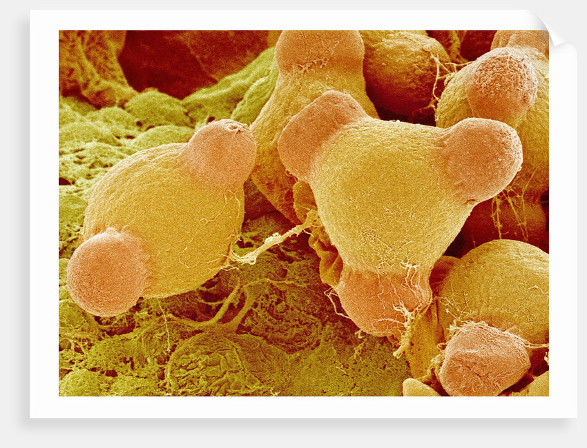 Pollen of Evening Primrose by Anonymous