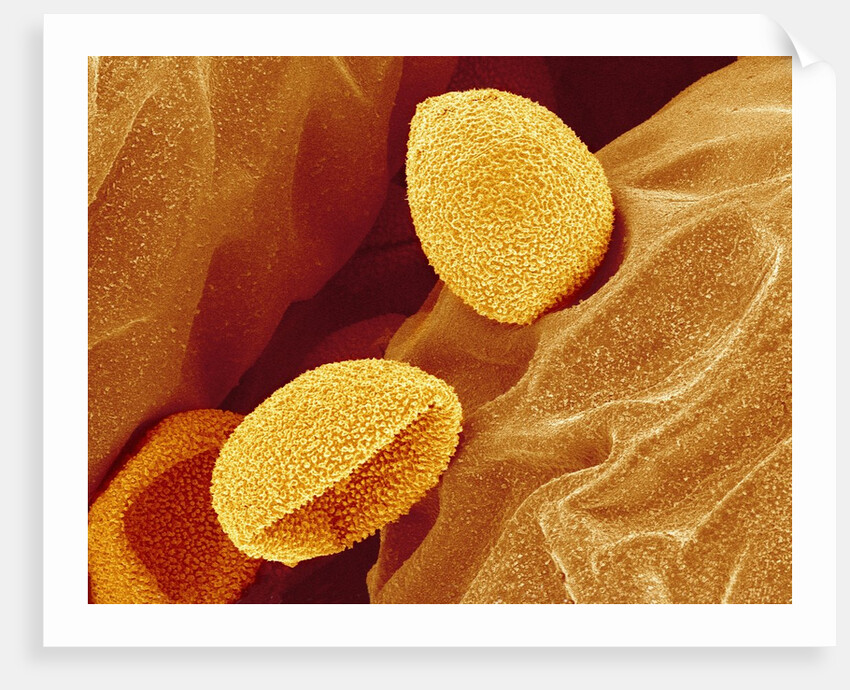 Spores of a Flowering Fern by Anonymous
