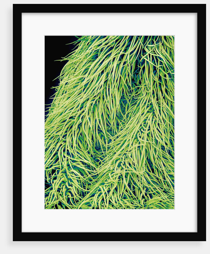 Leaf of a Stinging Nettle by Anonymous
