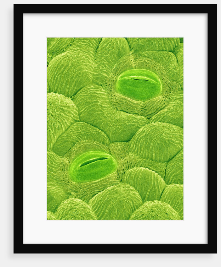 Stomata on a Camellia Leaf by Anonymous