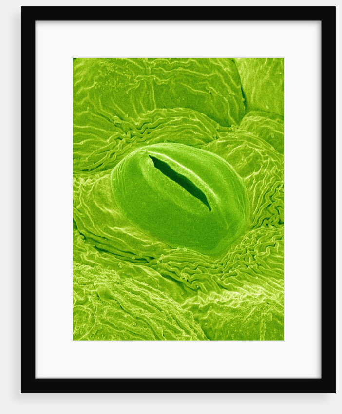 Stomata on a Camellia Leaf by Anonymous