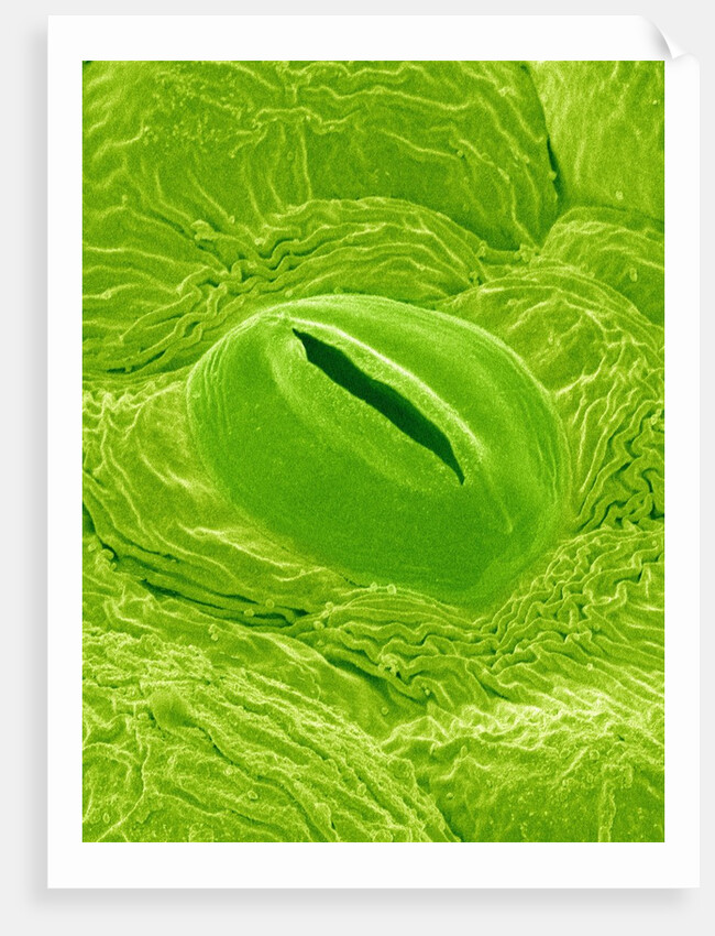 Stomata on a Camellia Leaf by Anonymous