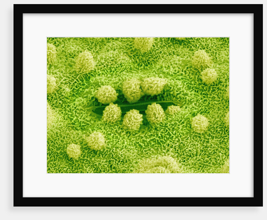 Stomata on Rice Plant Leaf by Anonymous