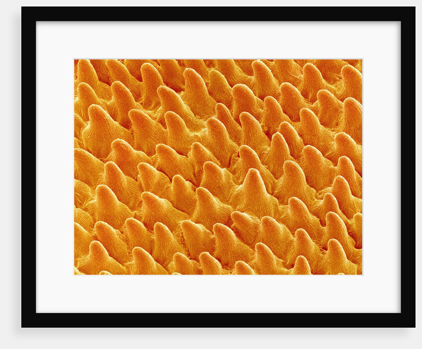 Petal of Pansy by Anonymous