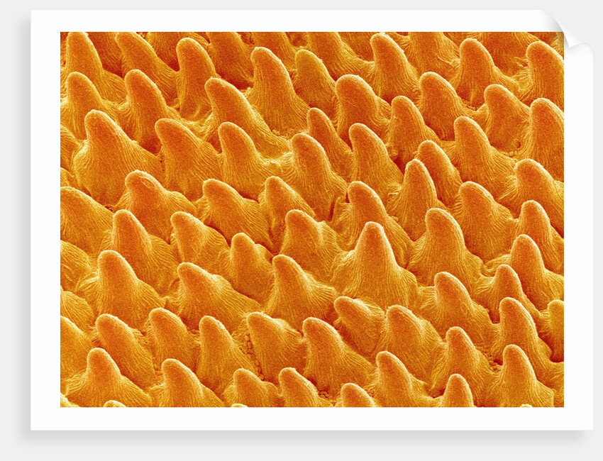 Petal of Pansy by Anonymous