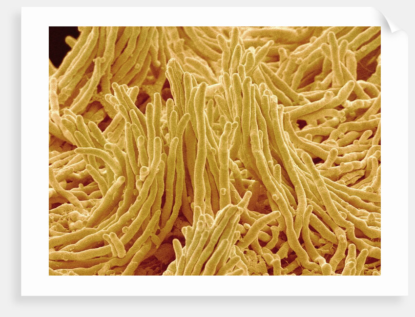 Mycelium of Mushroom by Anonymous