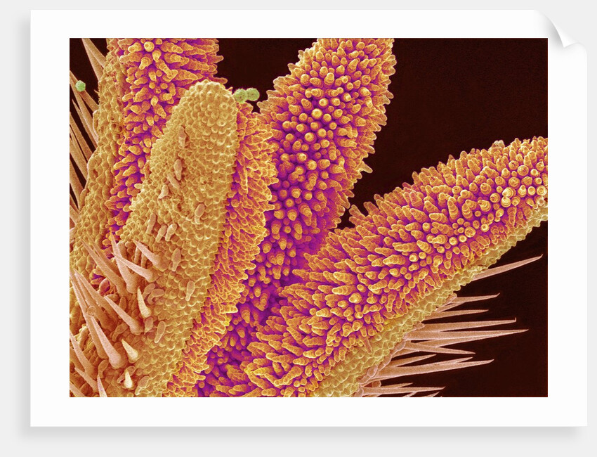 Pistil of Geranium by Anonymous