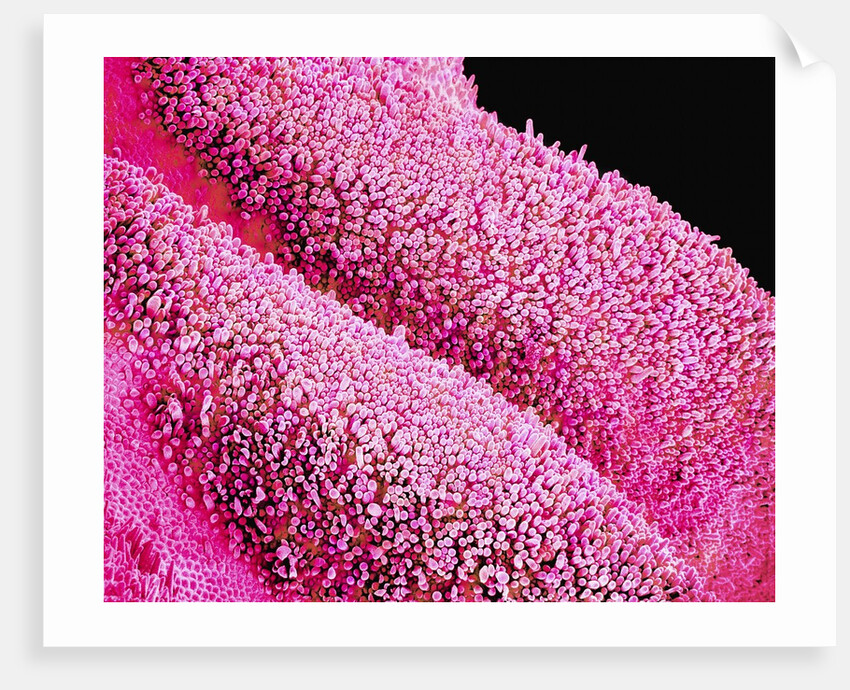 Petal of a Cymbidium Plant by Anonymous