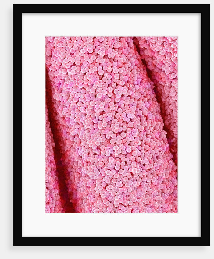 Pistil of Crab Cactus by Anonymous