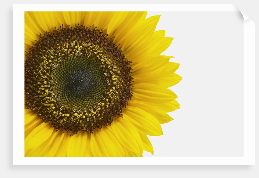 Yellow Sunflower by Anonymous
