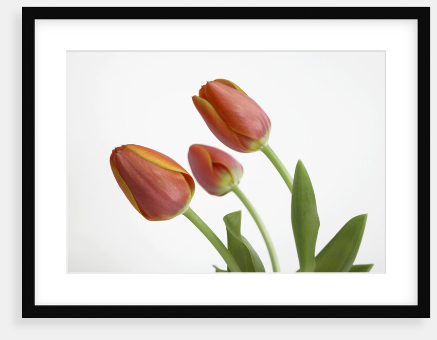 Bent Red Tulips by Anonymous