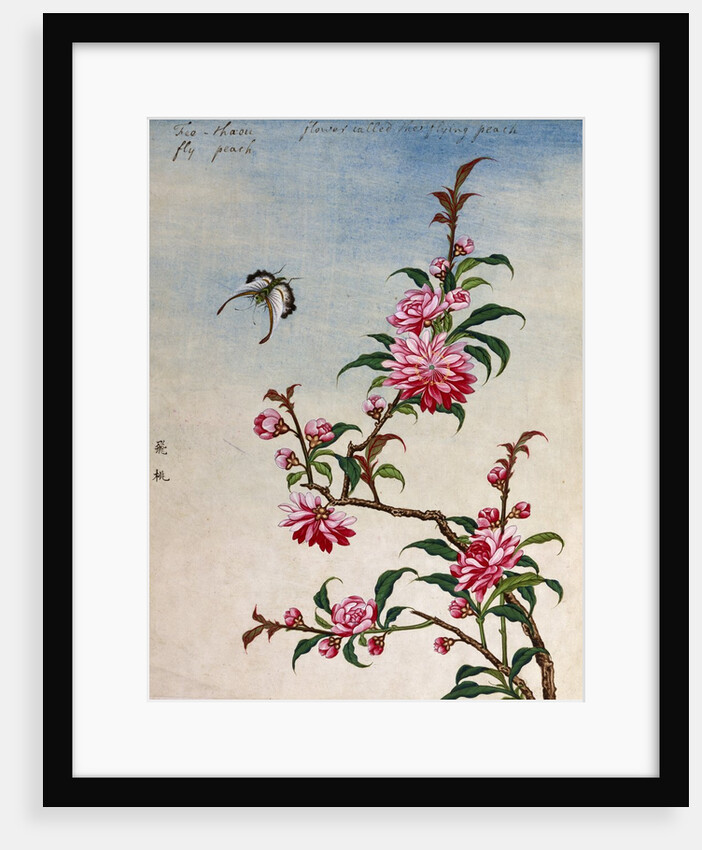 18th-Century Chinese Watercolor of Pink Flowers by Anonymous