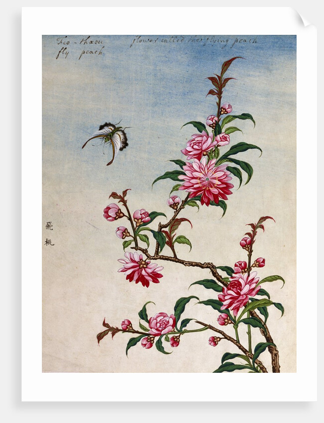 18th-Century Chinese Watercolor of Pink Flowers by Anonymous