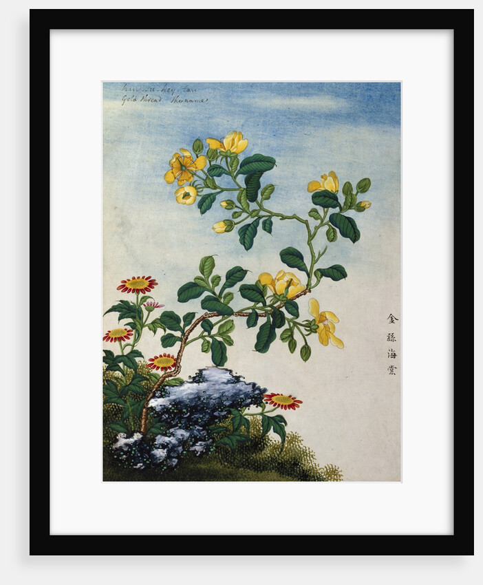 18th-Century Chinese Watercolor of Gold Thread Plant by Anonymous
