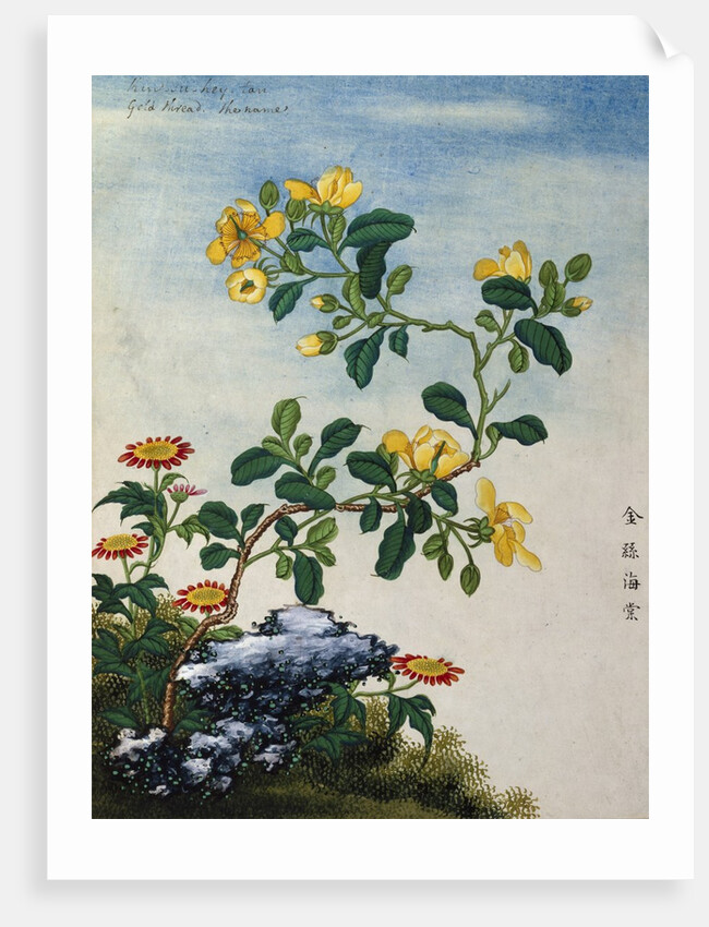 18th-Century Chinese Watercolor of Gold Thread Plant by Anonymous