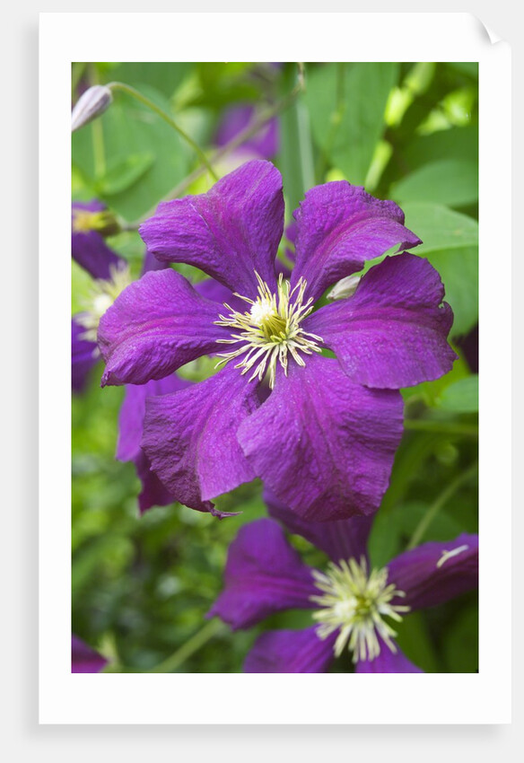 Purple Flowers by Anonymous