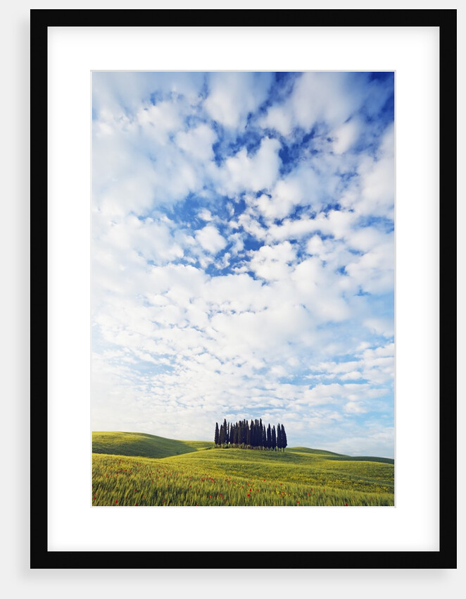 Italian Cypress Trees in Cornfield by Anonymous