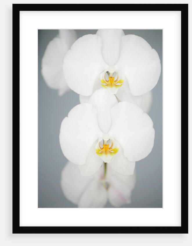 White Orchids by Anonymous